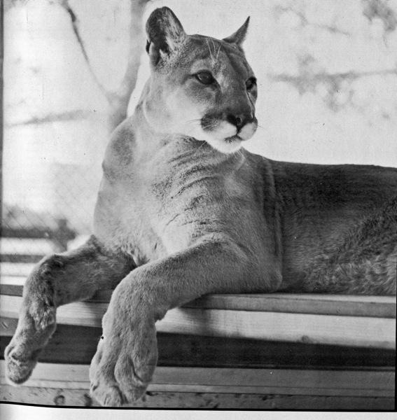 Shasta III served as the mascot from 1965 to 1977. She was known as “The Lady” and was featured in commercials for the American Motors Corporation.  |  File Photo/The Daily Cougar