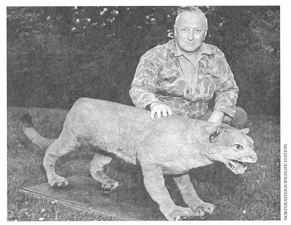 Eastern cougar subspecies extinct - Cougar
