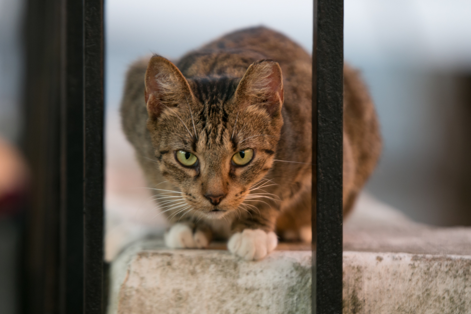 Momma, one of the many stray cats on campus, is perched on a ledge in September 2019 at Agnes Arnold Hall. The feline, the founder of Campus Cat Fans said, was one of two to "move" on campus after Hurricane Harvey in 2017. | Claudette Vega/The Cougar