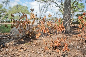 Plants all around campus have wilted as a result of the drought that has plagued Texas since October 2010. Officials have done their best to accomodate the dry conditions by imposing water usage restrictions. | Paris Jomadiao/The Daily Cougar