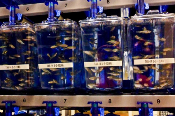 The new facility will house 80 different species of zebrafish, an organism used frequently as a model system by scientists. The fish will be used in diabetes and obesity research and their ties with pollutants.  |  Ellen Goodacre/The Daily Cougar