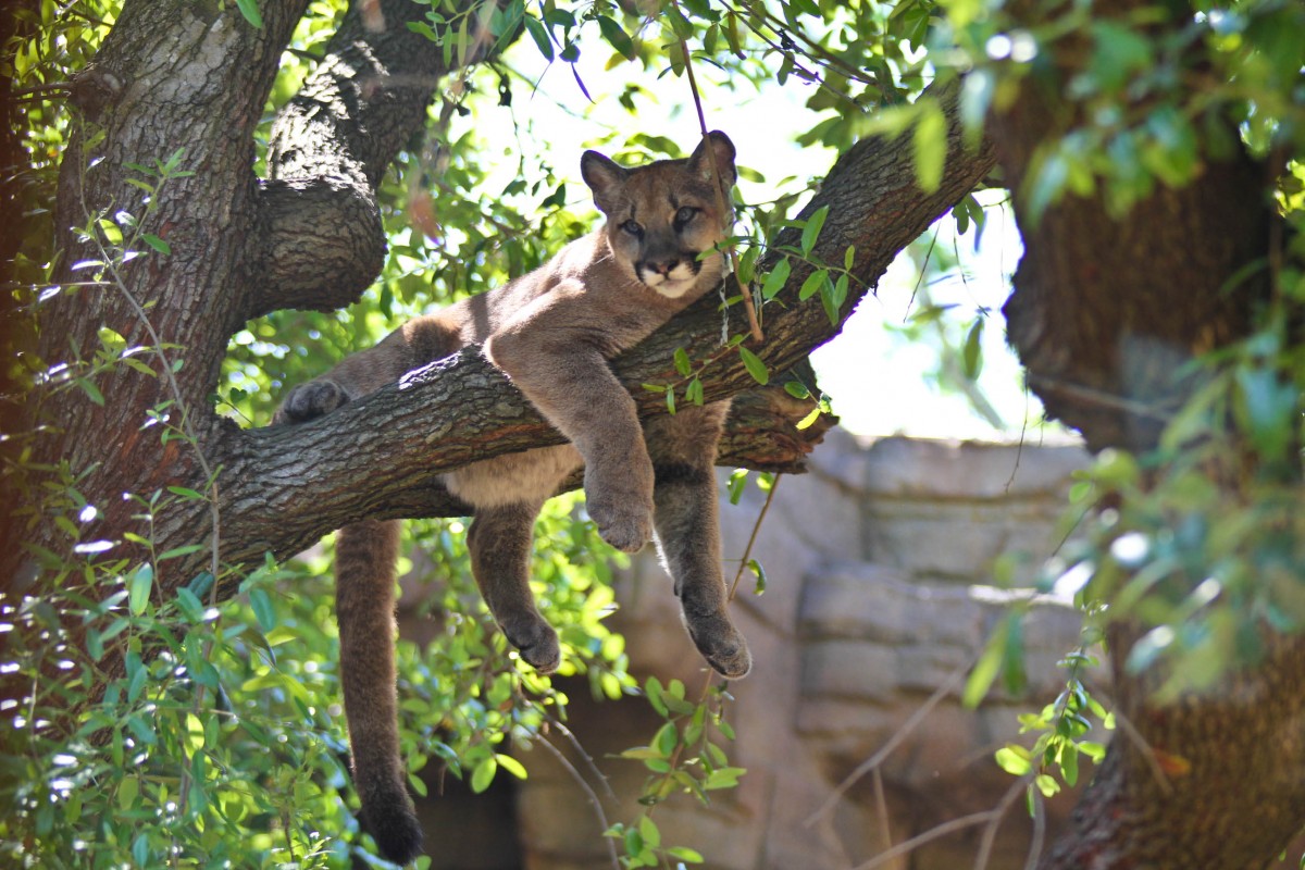 Shasta VI, the sixth cougar to bear the name, was adopted by UH in 2012 and was the first live mascot since the 1980s. | File photo