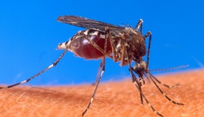 West Nile virus is transmitted via mosquito bite. Students should kill any they see. | Images courtesy of Wikimedia Commons