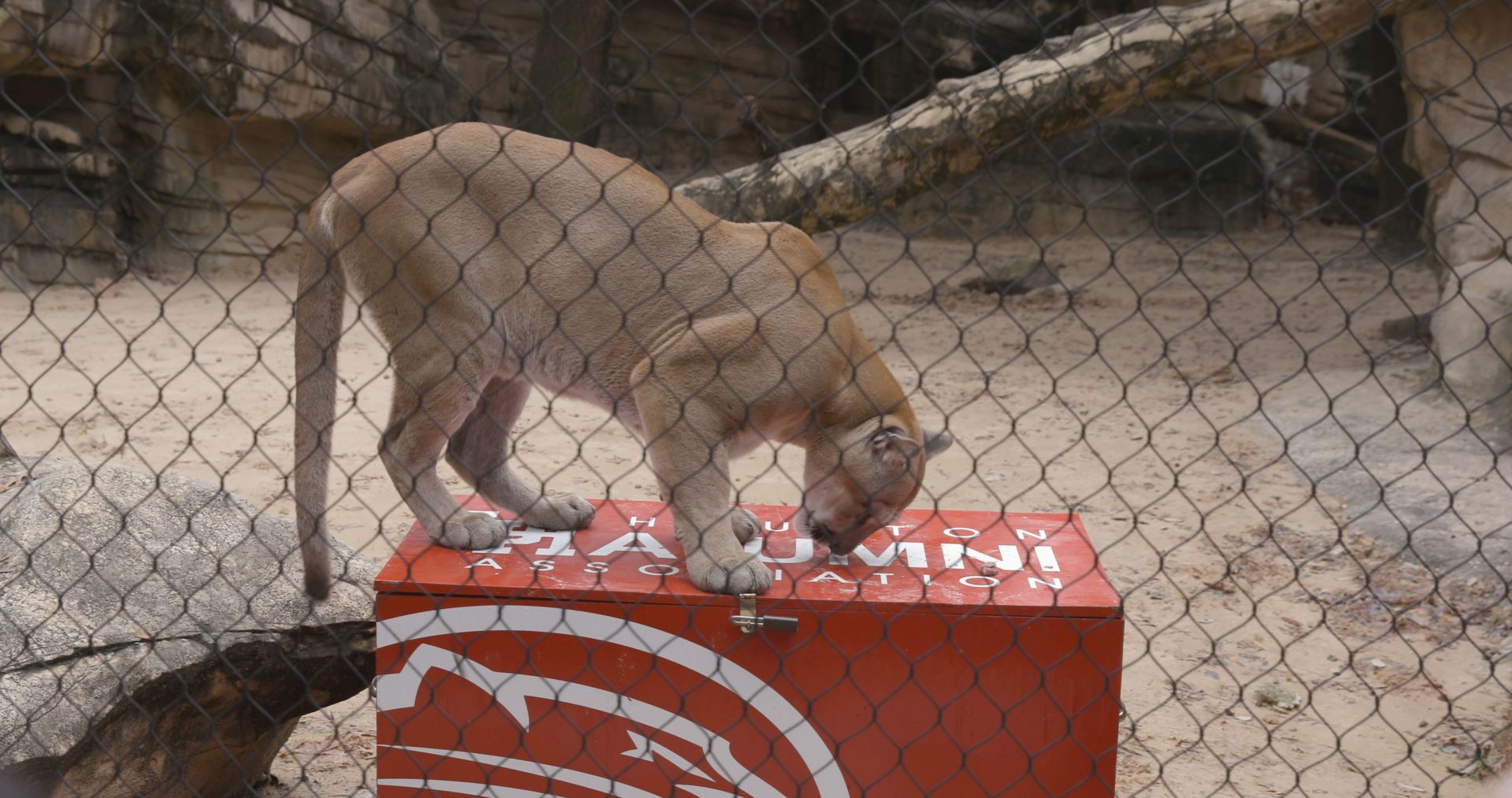 Shasta's birthday month is coming to an end, yet some students still may not know that it even happened. | File photo/The Cougar