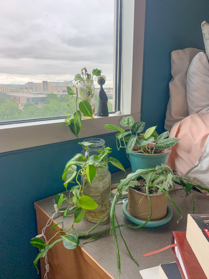 Decorating dorms with plants increasingly popular among students The