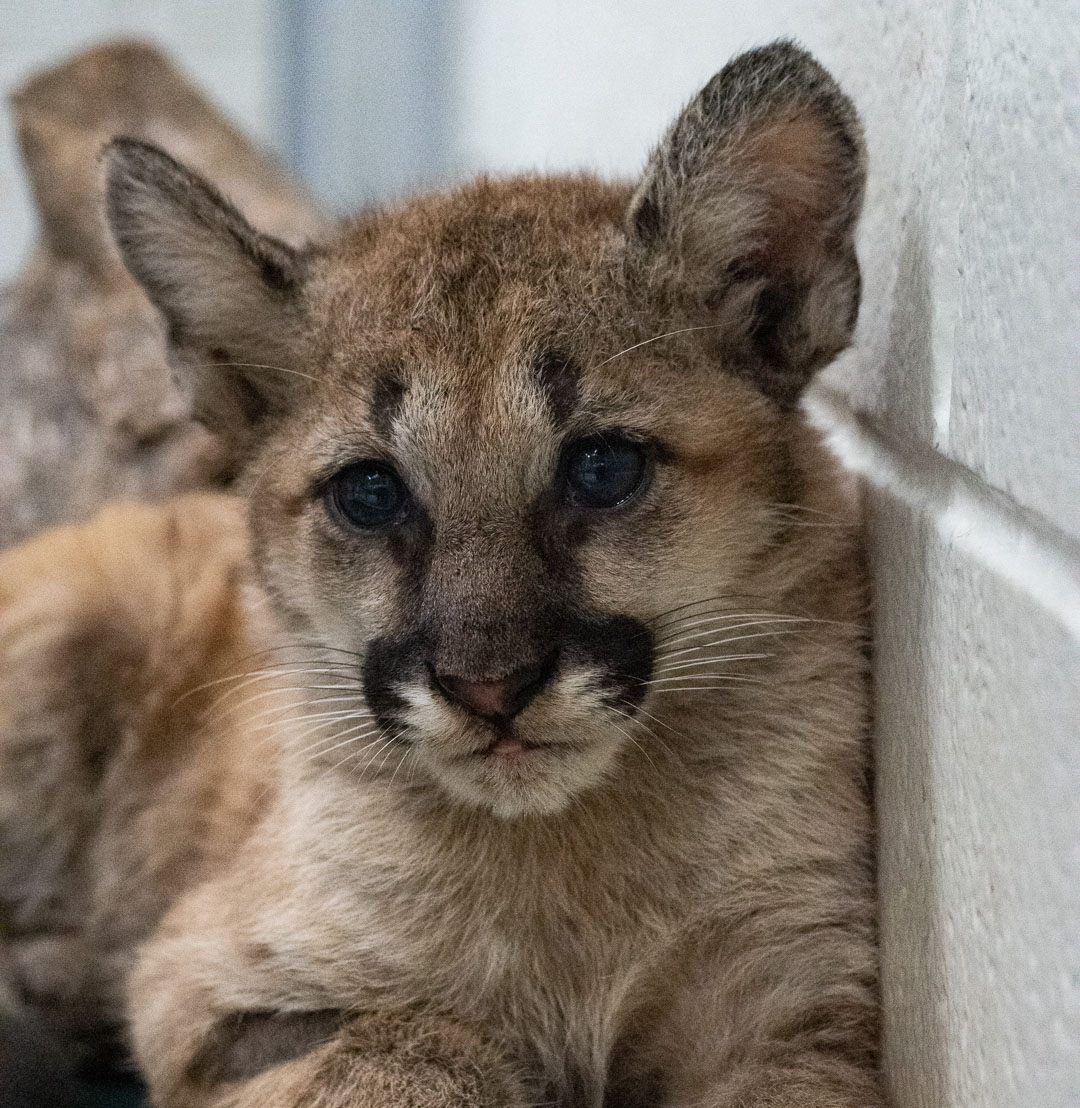 Shasta VII, one of two orphaned cougar cubs found on a Washington ranch, is UH’s new live mascot. | Courtesy of Houston Zoo